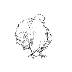 White dove, hand drawn doodle, sketch outline, vector illustration