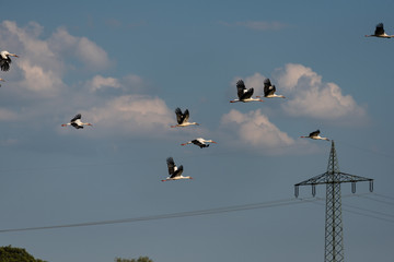 Störche im Flug