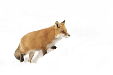 Red fox (Vulpes vulpes) with a bushy tail isolated on white background hunting in the freshly fallen snow in Algonquin Park, Canada