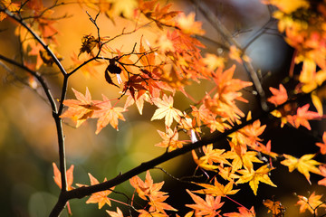 紅葉するカエデ