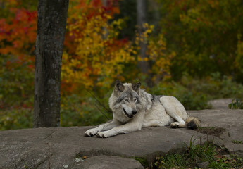 Naklejka premium A lone Timber wolf or Grey Wolf (Canis lupus) resting on top of a rock looks back on an autumn rainy day in Canada