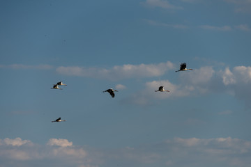 Störche im Flug