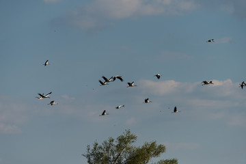 Störche im Flug