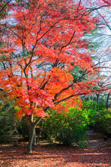 Naklejka premium 紅葉するカエデ