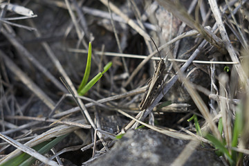 A grasshopper in the  park. Walk in free time 
