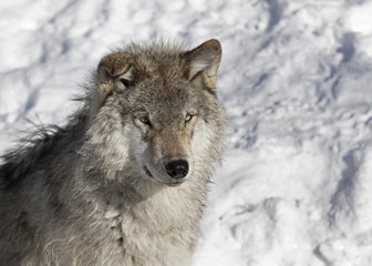 A lone Timber wolf or Grey Wolf (Canis lupus) standing in the winter snow in Canada