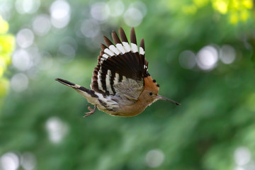 Upupa in volo nella foresta (Upupa epops)