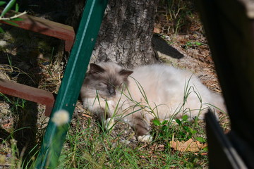 Weisse Katze sonnt sich unter einem Baum