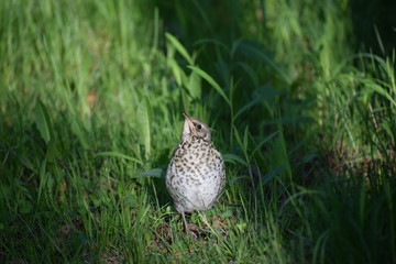 The fieldfare's (thrush's) chick
