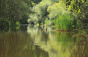 Green natural landscape