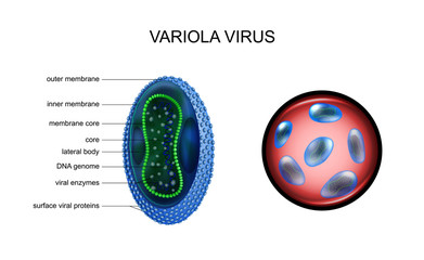 variola, smallpox virus, - obrazy, fototapety, plakaty
