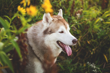 Obraz premium Close-up Portrait of adorable Siberian Husky dog sitting in the bright enchanting fall forest