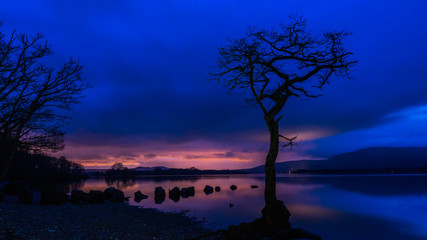 Obraz na płótnie Canvas Lone Tree at Loch Lomond