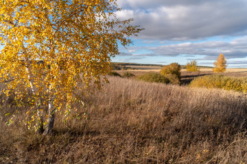 beautiful autumn landscape with yellow trees in the field