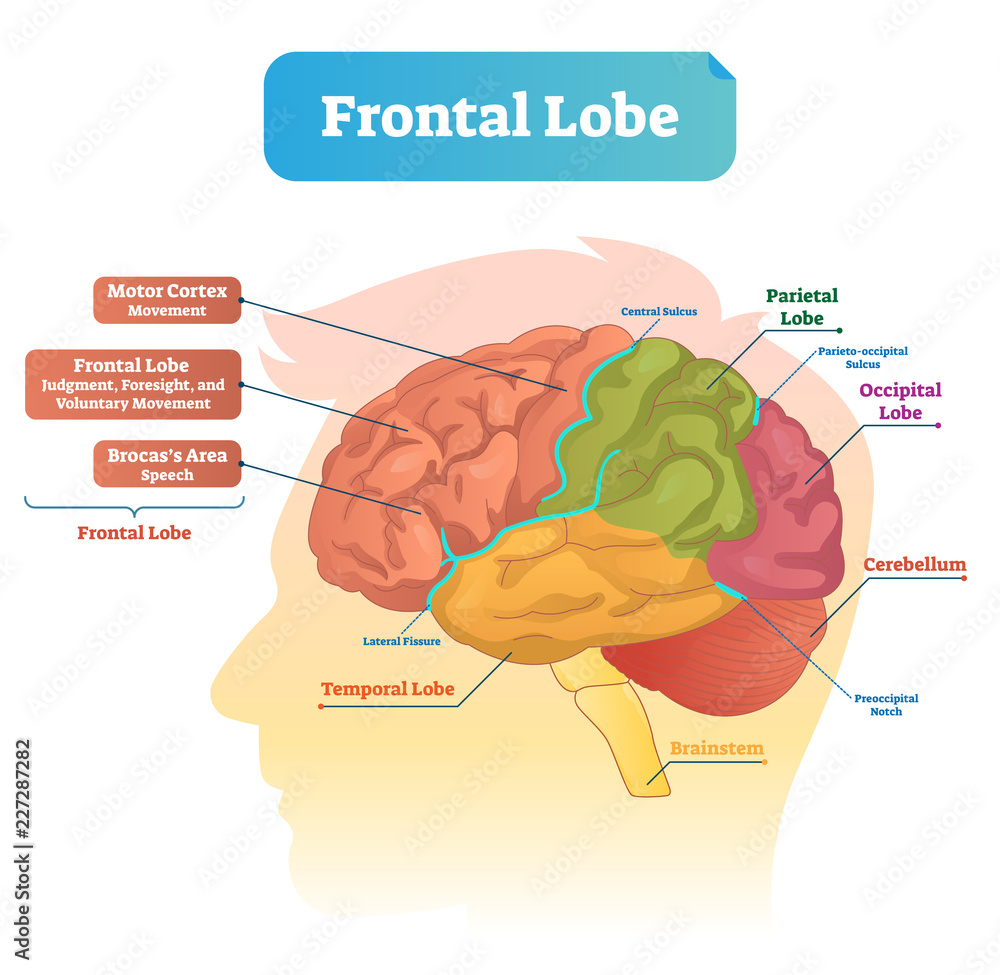 Aufkleber frontal lobe vector illustration. labeled diagram with brain part structure