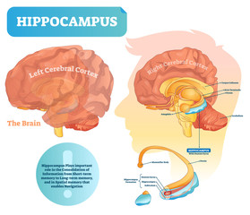 Hippocampus vector illustration. Labeled diagram with isolated closeup. - obrazy, fototapety, plakaty