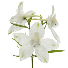 Obraz na płótnie Canvas White flower of Delphinium, Larkspur flower, isolated on white background