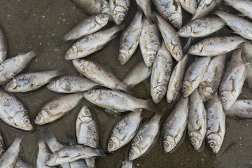 Dead fish at the river