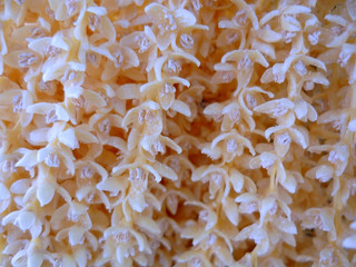 detalle de flores de arbol palmera en el jardín del parque