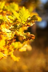 Autumn leaves of oak, autumn colors, autumn background.