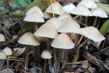 mushrooms of amanita