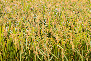 golden rice paddy on sunrise