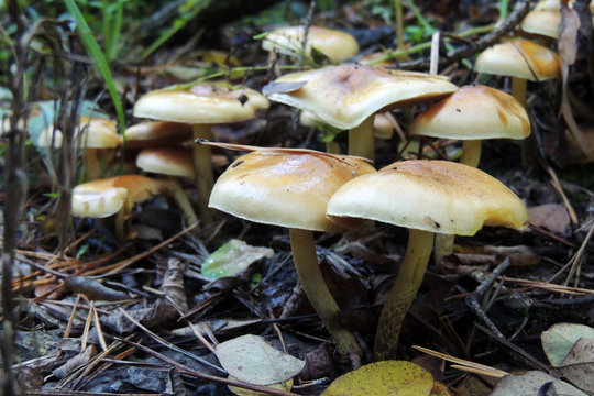 mushrooms of amanita