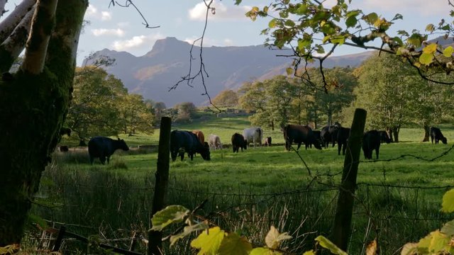 Cows in the field with mountains in the background. Lake District UK, Langdale, Cumbria Countryside.