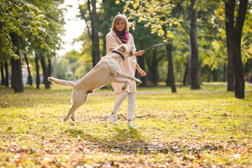 Fototapeta premium .A young woman plays with her dog Labrador in the park in the fall. Throws a stick to the dog.