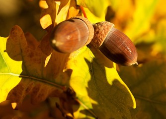 Autumn background, oak acorns and colorful leaves.