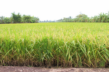  rice fields in the rainy season