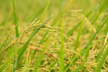 closeup ricre fields with waterdrop on sunrise