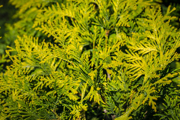 Yellow-green texture of natural greenery. Background of the needles of Thuja occidentalis. Macro of needles in focus, the background is blurred. Nature concept for design