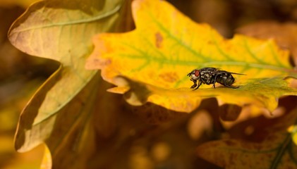 Autumn colored leaves of oak, autumn background
