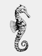 Sketch of seahorse. Hand drawn illustration converted to vector © aksol