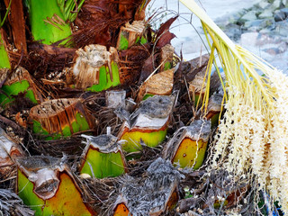 detalle de tronco de arbol palmera en el jardín del parque