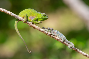 Defensive Chameleon in Madagascar, green chameleons ready to fight animal wildlife, wild animals in Madagascar. Holiday travel tour in Andasibe, Isalo, Masoala, Marojejy National parks. Chameleons.