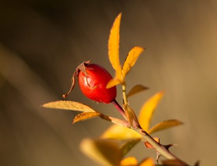 Red rosehip, Fructus cynosbati suitable for vitamin tea, colorful background.