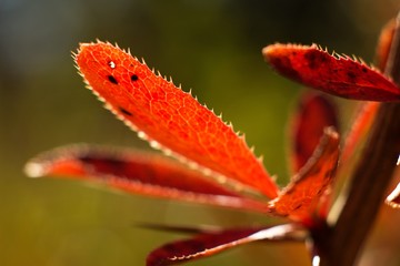 Red rosehip, Fructus cynosbati suitable for vitamin tea, colorful background.