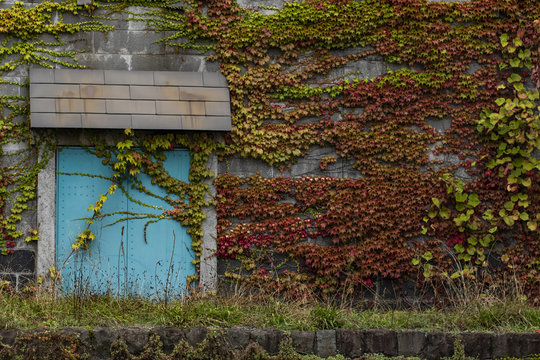 colorful leaves climbing on rock wall in sapporo hokkaido japan