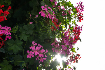 Bl&uuml;ten mit Sonnenstern