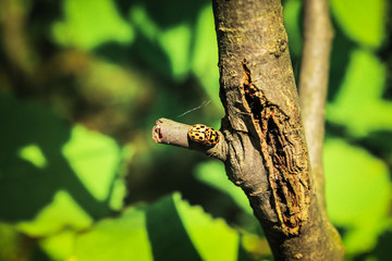 Biological love of two bugs on a tree branch, illuminated by sunlight.