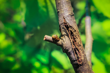 Biological love of two bugs on a tree branch, illuminated by sunlight.