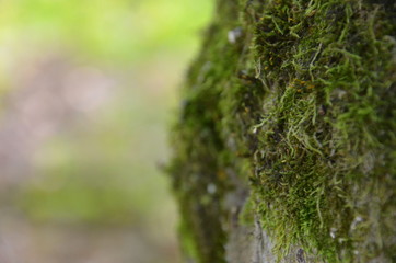 Moos Grün Hintergrund