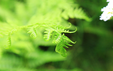 A large image of a light sheet of a fern unfolding its carved leaf patterns.