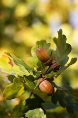 Autumn background, oak acorns and colorful leaves.