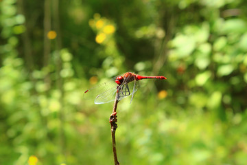 A dragonfly on a flower in a field. She considered her reflection in the lens and did not even want to fly away, posed. Photos, Forest, leaves, meadow, wildflowers, macro world, insects