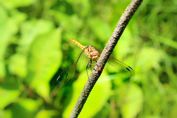A dragonfly on a flower in a field. She considered her reflection in the lens and did not even want to fly away, posed. Photos, Forest, leaves, meadow, wildflowers, macro world, insects