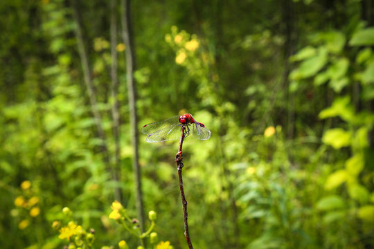 A dragonfly on a flower in a field. She considered her reflection in the lens and did not even want to fly away, posed. Photos, Forest, leaves, meadow, wildflowers, macro world, insects