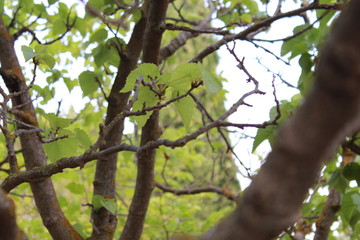 Green world
